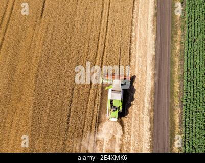 Vista dall'alto drone aereo macchina mietitrebbia industriale grande e potente che raccogliendo il campo di cereali di grano maturo in estate o autunno Foto Stock