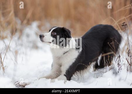 Ritratto di giovane cane femmina di razza collie di confine colore bianco e nero che fanno il trick inchow in inverno all'aperto Foto Stock