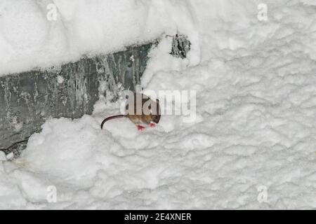 Il ratto corre attraverso le nevicate in inverno alla ricerca di cibo. La neve si trova intorno, derive sono visibili. Uccelli, fauna selvatica, piani grandi e medi. Foto Stock