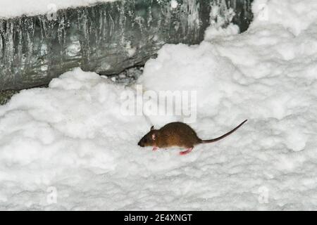 Il ratto corre attraverso le nevicate in inverno alla ricerca di cibo. La neve si trova intorno, derive sono visibili. Uccelli, fauna selvatica, piani grandi e medi. Foto Stock