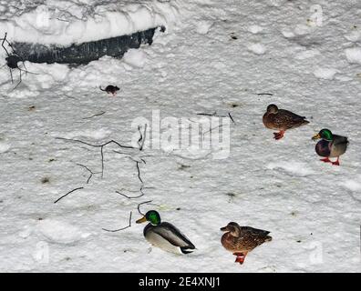 Il ratto corre attraverso le nevicate in inverno alla ricerca di cibo. La neve si trova intorno, derive sono visibili. Uccelli, fauna selvatica, piani grandi e medi. Foto Stock