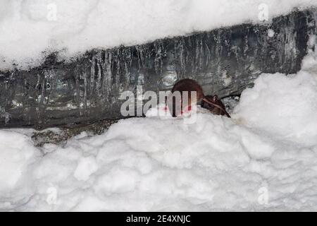 Il ratto corre attraverso le nevicate in inverno alla ricerca di cibo. La neve si trova intorno, derive sono visibili. Uccelli, fauna selvatica, piani grandi e medi. Foto Stock