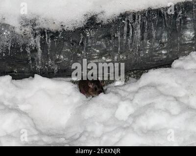 Il ratto corre attraverso le nevicate in inverno alla ricerca di cibo. La neve si trova intorno, derive sono visibili. Uccelli, fauna selvatica, piani grandi e medi. Foto Stock