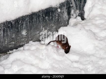 Il ratto corre attraverso le nevicate in inverno alla ricerca di cibo. La neve si trova intorno, derive sono visibili. Uccelli, fauna selvatica, piani grandi e medi. Foto Stock