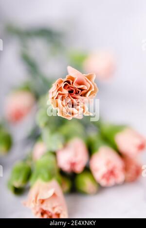 Un po' di colore rosa del tè garofano su sfondo verde sfocato Foto Stock