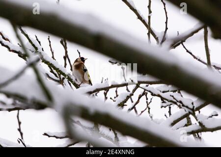 Un briciolo (Carduelis carduelis) arroccato su un albero innevato Foto Stock