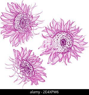 Illustrazione vettoriale in stile line art. Set di fiori di Girasoli isolati su sfondo bianco. Immagine botanica disegnata a mano Illustrazione Vettoriale