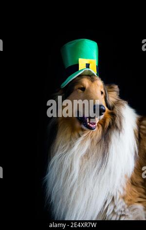 Ritratto di un cane Rough Collie con il giorno di san patrizio cappello isolato su sfondo nero Foto Stock