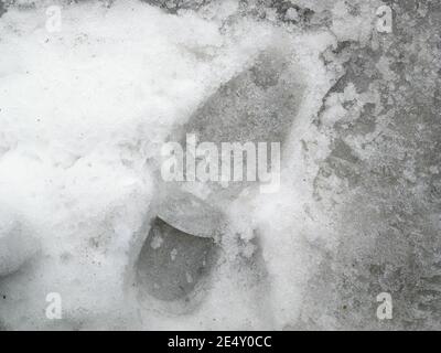 Primo piano di un'impronta da una scarpa da uomo sulla neve bagnata in una giornata invernale. Disposizione piatta. Neve sporca. Foto Stock