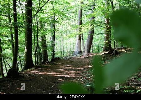 Wohldorfer Wald near Hamburg, Germany Foto Stock