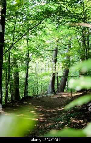 Wohldorfer Wald near Hamburg, Germany Foto Stock