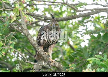 Variabile Hawk-aquila o falco-aquila crestata (Nisaetus cirrhatus), adulto arroccato in albero, Sri Lanka, 24 agosto 2019 Foto Stock