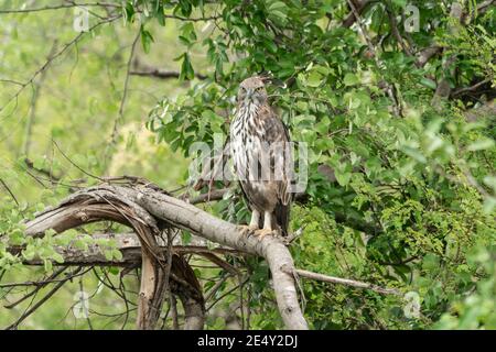 Variabile Hawk-aquila o falco-aquila crestata (Nisaetus cirrhatus), adulto arroccato in albero, Sri Lanka, 24 agosto 2019 Foto Stock