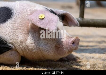 Pigs presso un'asta Mart, Cumbria, Regno Unito. Foto Stock