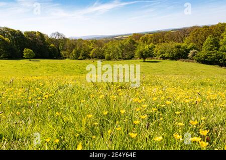 Low Wide Angle Devon Meadow View con Buttercups prato, Woodland, mucche e un lontano Dartmoor con vista sulla campagna. Foto Stock