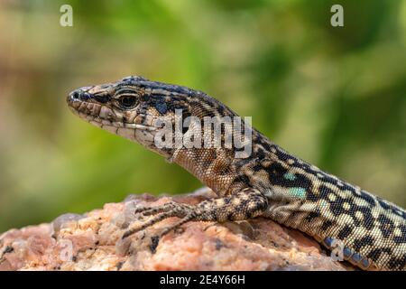 Primo piano dettaglio di un Muro Tirreno Lizard (Podarcis tiliguerta) Basking su una roccia di granito, Baia Sardinia, Sardegna, Italia. Foto Stock