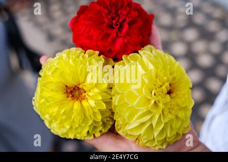 Mano femminile che tiene tre fiori di dahlia fioriti con bellissimi petali Foto Stock