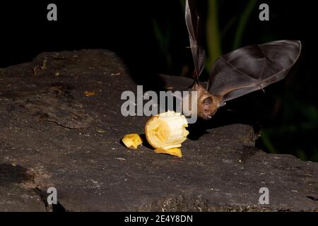 Bat a coda corta di Seba, Carolla perspicillata, mangiare banana. Foto Stock