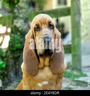 Bloodhound puppy Foto Stock
