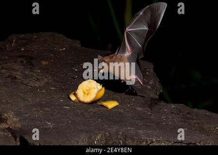 Bat a coda corta di Seba, Carolla perspicillata, mangiare banana. Foto Stock