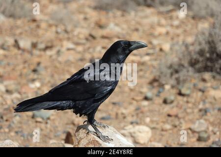 Corvo nero a Fuerteventura, Isole Canarie, Spagna Foto Stock