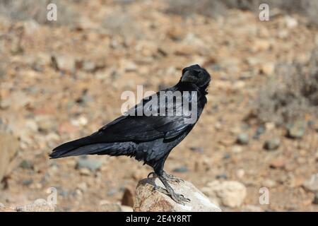 Corvo nero a Fuerteventura, Isole Canarie, Spagna Foto Stock