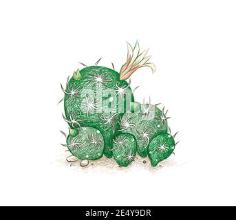 Illustrazione schizzo disegnato a mano di Mammillaria gracilis fragilis o Cactus Thimble con fiore. Piante succulente con spine taglienti per decorare il giardino Foto Stock