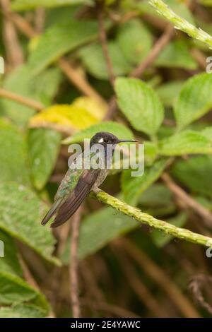 Maschio di Hummingbird a testa viola, Klais guimeti, arroccato in una macchia di verbena. Foto Stock