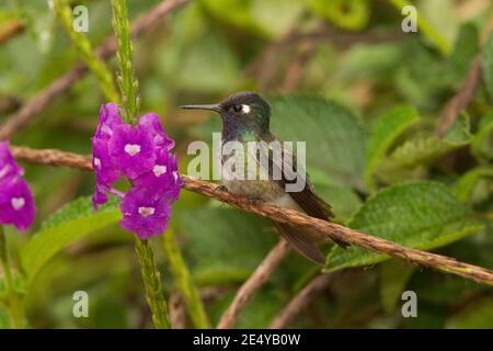Maschio di Hummingbird a testa viola, Klais guimeti, arroccato in una macchia di verbena. Foto Stock