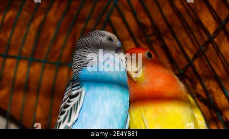 Colorati uccelli gabbie giocare l'uno con l'altro Foto Stock