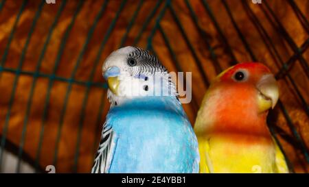 Colorati uccelli gabbie giocare l'uno con l'altro Foto Stock