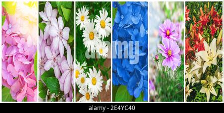 collage di bellissimi fiori magici. Vista panoramica sui fiori luminosi della primavera e dell'estate. Foto Stock