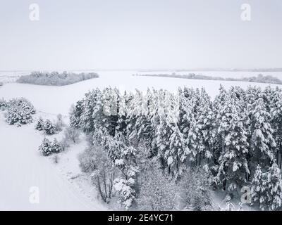 Vista dal drone su una bella foresta di conifere innevate invernale, campi innevati. Bellissimo paesaggio invernale Foto Stock