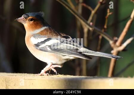 Chaffinch comune maschio (Fringilla coelebs) Foto Stock