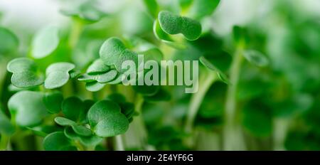 Rucola micro verde germogli sfondo. Messa a fuoco selettiva, primo piano. Foto Stock