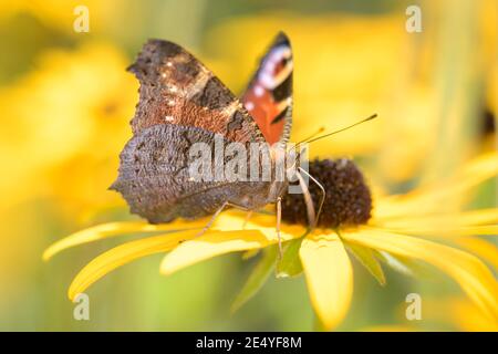 Farfalla europea di pavone - Aglais-io - succhia con il suo tronco Nettare da un fiore di coneflower arancio - Rudbeckia fulgida Foto Stock