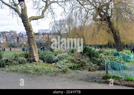 Oltre cinquanta alberi di Natale usati sono abbandonati a Hampstead Heath in gennaio. Gli operai del parco si sforzano di tagliarli in pacciame per il riciclaggio. Foto Stock