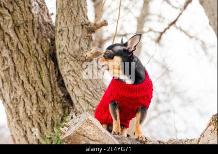 Vestiti Chihuahua. Cane pedigree chihuahua all'aperto. Ritratto di Chihuahua in abiti rossi Foto Stock