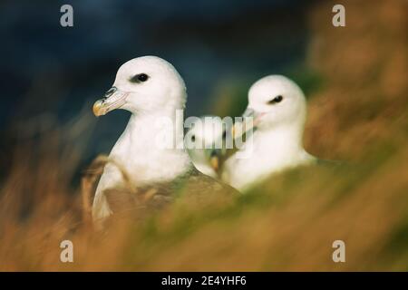 Primo piano di gruppo di uccelli Fulmarus glacialis fulmars seduti Sul bordo della scogliera tra l'erba marrone secca sulle isole Orkney litorale Foto Stock