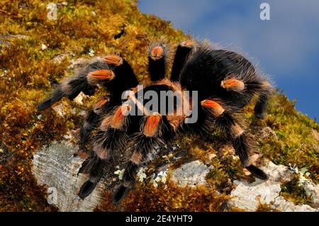 Brachypelma smithii, tarantula messicana del ginocchio rosso, Mexikanische Rotknie-Vogelspinne Foto Stock