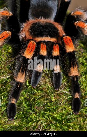 Brachypelma smithii, tarantula messicana del ginocchio rosso, Mexikanische Rotknie-Vogelspinne Foto Stock