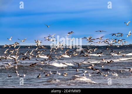 MOLTO GRANDE GREGGE DI GABBIANI CHE VOLANO SOPRA LE ONDE MORAY COSTA LA SCOZIA IN INVERNO Foto Stock