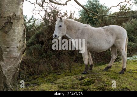 Pony bianco della New Forest sotto un albero di betulla argentato Foto Stock