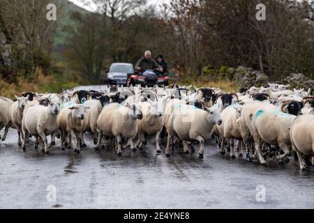 Contadino e figlio in quad che muovono pecore lungo una strada rurale, Cumbria, Regno Unito. Foto Stock