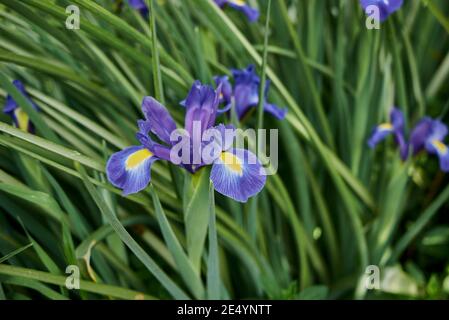 Iris Hollandica fiori viola blu Foto Stock