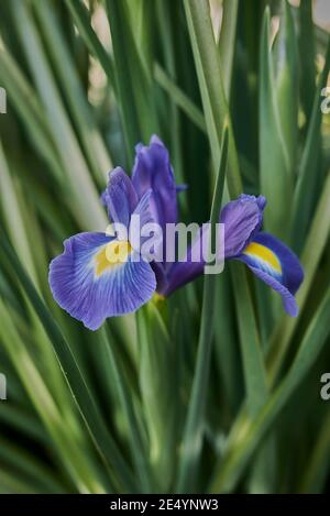 Iris Hollandica fiori viola blu Foto Stock
