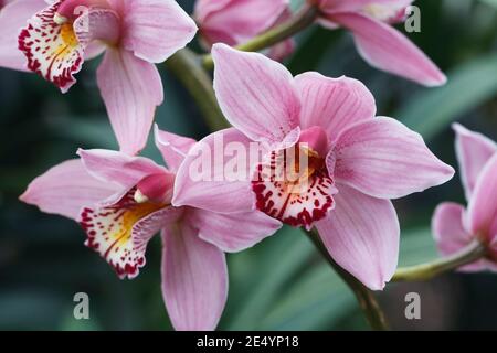 Rosanette Cymbidium gx. In prossimità di un fiore di orchidee. Foto Stock