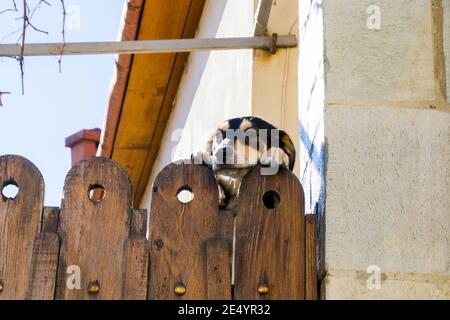 Cane sulla recinzione di legno, animale dostico Foto Stock