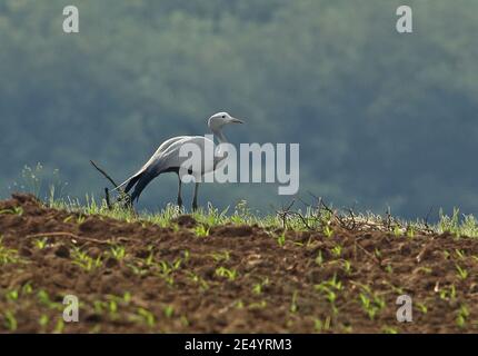 Blue Crane (Anthropoides paradisseus) adulto in piedi in campo Dullstroom, Sudafrica Novembre Foto Stock