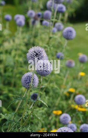 Fiori di Echinops al confine con il giardino. Globo Thistle fiore. Foto Stock